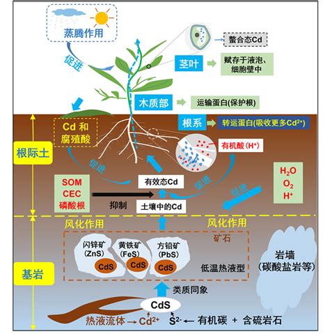 植物吸收重金屬|几种重金属的超富集植物种类及增强植物修复措施研究。